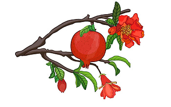 Pomegranate, branch, vector, blossoms HD wallpaper