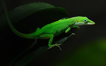 Gecko marvel, Exotic reptile, Captivating patterns, Amazing HD wallpaper