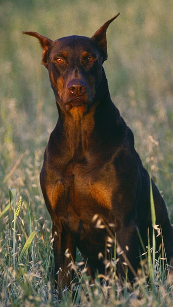 Doberman Dog, Doberman Pinscher HD phone wallpaper