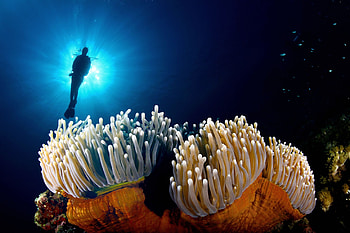 Sea Anemones, National Geographic HD wallpaper