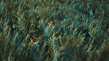 Nature, Grass, Vegetation HD wallpaper
