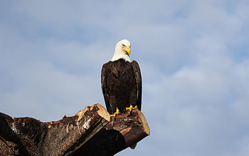 Bald, Eagle, , Animal HD wallpaper