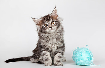 Kitten, Maine Coon HD wallpaper