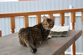 Animals, Cat, Spotty, Spotted, Striped, Color, Table, Toyger HD wallpaper