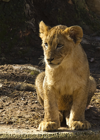 Animals, Lion, Predator, Wildlife, Animal, Lion Cub HD phone wallpaper