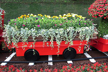 Flowers train, train, flowers, plants, lovely HD wallpaper