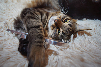 Review of Pergear, 12mm 1.2, Radozhiva, Ukrainian cat Stepan HD wallpaper