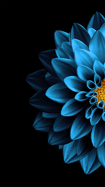 Amoled Flower Android , Blue Amoled HD phone wallpaper