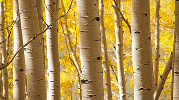Birch , Elegant aesthetics, Natural grace, Serene beauty HD wallpaper