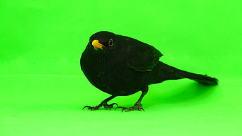 Common Blackbird, Playful blackbird, Green screen footage, Funny bird moment HD wallpaper