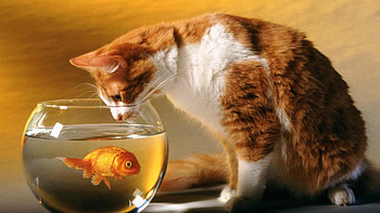 Animalli.com - Cats Cat HD wallpaper