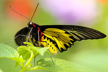 Macro, Bright, Close-Up, Butterfly HD wallpaper