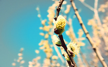 Flowers, Macro, Light, Branch, Light Coloured, Pussy Willow, Verba HD wallpaper
