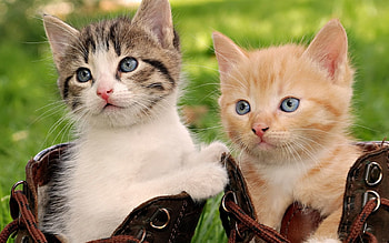 Animals, Sit, Couple, Pair, Playful, Boots, Shoes, Kittens HD wallpaper