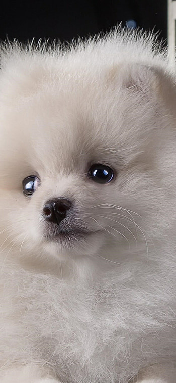 Pomeranian, Cute puppy, , High-resolution HD phone wallpaper