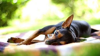 Animals, To Lie Down, Lie, Dog, Relaxation, Rest, Small, Petite HD wallpaper