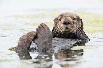 Monterey Bay Aquarium, Otter HD wallpaper