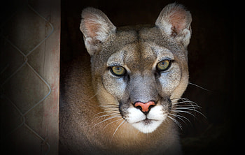 Graceful cougar, Feline beauty, Striking portrait, Nature's marvel HD wallpaper