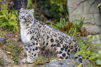 Animals, Snow Leopard, Big Cat, Animal, Irbis, Wild HD wallpaper