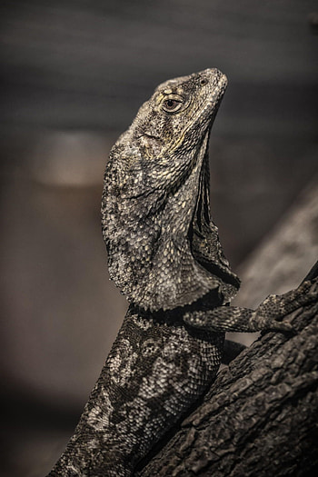 Frilled lizard, Reptilian beauty, Nature's wonders, Exquisite frillies HD phone wallpaper
