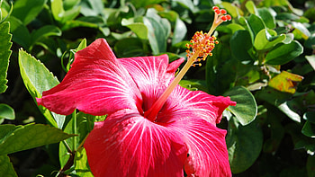 Hibiscus flower, Nature's beauty, Floral delight HD wallpaper