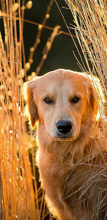 Golden retriever, Plants and sunlight, Dogs , Samsung Galaxy HD phone wallpaper