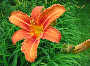 Flowers, Flower, Flower Bed, Flowerbed, Loose, Lily, Dissolved HD wallpaper