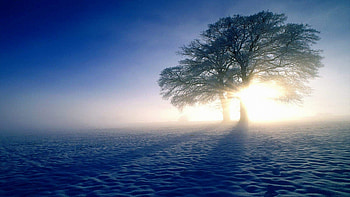 Gnome in a tree, Whimsical wonder, Magical presence, Nature's hidden treasures HD wallpaper