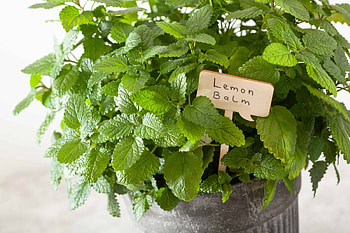 Perennial herbs, Regrow every year, Herbal garden, Low-maintenance plant HD wallpaper