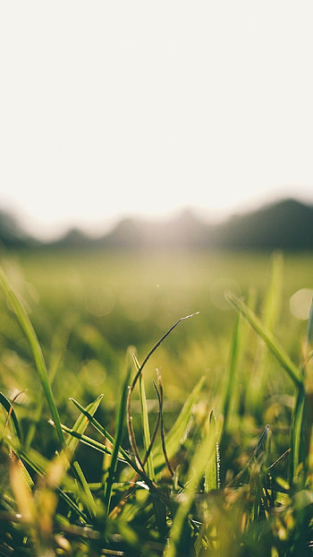 Grassland, Summer HD phone wallpaper