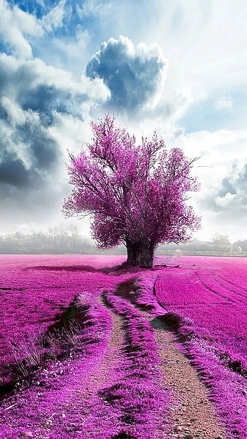 Baddie Pink, Pink Nature HD phone wallpaper