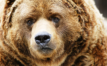 Animals, Muzzle, Close-Up, Brown, Bear HD wallpaper