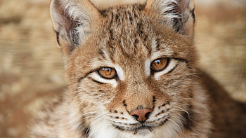 Eurasian lynx , Iconic feline, Northern wilderness, Stealthy predator HD wallpaper