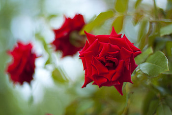 Red roses, Leaves, Three, Flowers, Buds, Rose HD wallpaper
