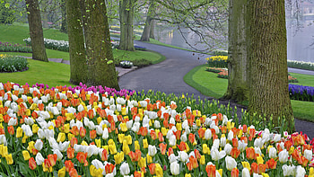 Landscape, Flowers, Trees, Tulips HD wallpaper