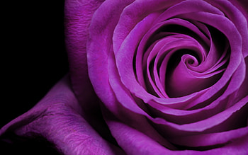 Plants, Flowers, Background, Roses, Violet HD wallpaper