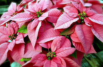 Flowers, Pink, Close-Up, Poinsettia HD wallpaper