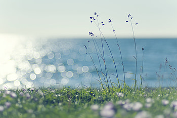 Nature, Grass, Sun, Reflection, Shore, Bank, Glare HD wallpaper