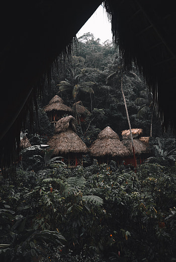 Nature, Houses, Palms, Tropics, Jungle, Huts, Small Houses HD phone wallpaper
