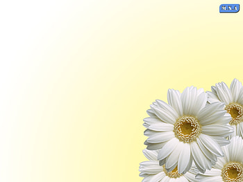 Plants, Flowers HD wallpaper