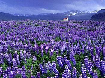Wild Flowers, beautiful, flowers, wild HD wallpaper