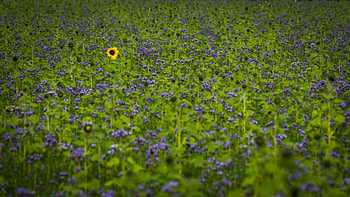 Field, summer, skin, flower, green, texture, sunflower HD wallpaper