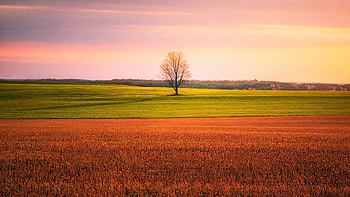 Lonely Tree In The Middle Of A Crop Field , field, tree, nature HD wallpaper
