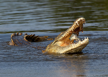 Crocodile, alligator, animal, fish HD wallpaper