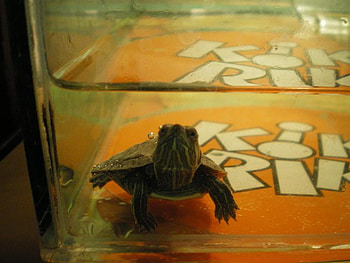 My turtle, turtle, animals, love, my, nice HD wallpaper