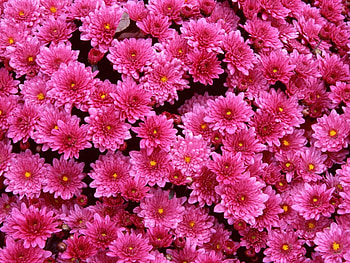 Plants, Flowers HD wallpaper