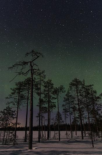 Nature, Trees, Stars, Forest, Starry Sky, Spruce, Fir HD phone wallpaper