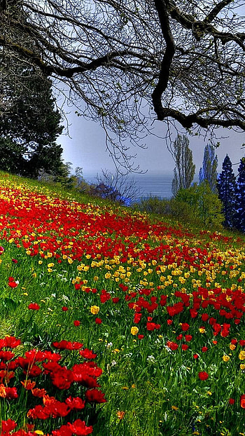 Flower Field, spring, tulip, poppy, earth, nature, flower HD phone wallpaper