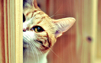 Animals, Cat, Muzzle, Eyes, Hide, Peek Out, Look Out HD wallpaper