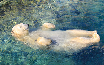 Animals, Bears HD wallpaper